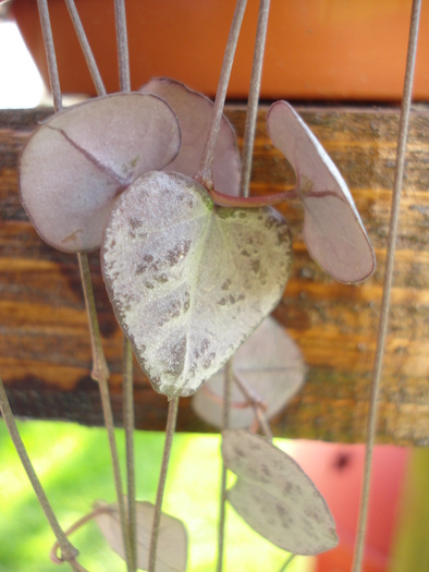Chain of Hearts (2009, May 15) - Ceropegia woodii