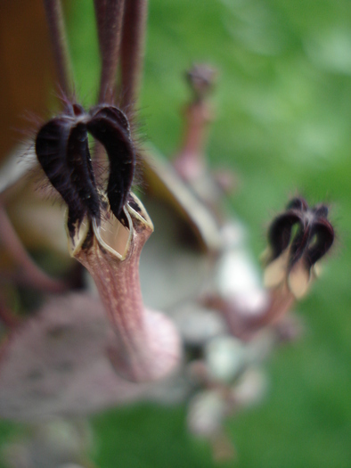 Collar of Hearts (2009, June 13) - Ceropegia woodii