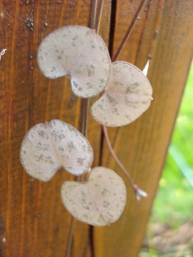 Ceropegia woodii (2010, May 28)