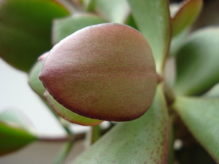 Cotyledon orbiculata (2009, May 22) - Cotyledon orbiculata