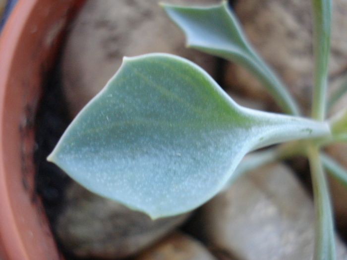 Senecio kleiniiformis (2010, May 03)