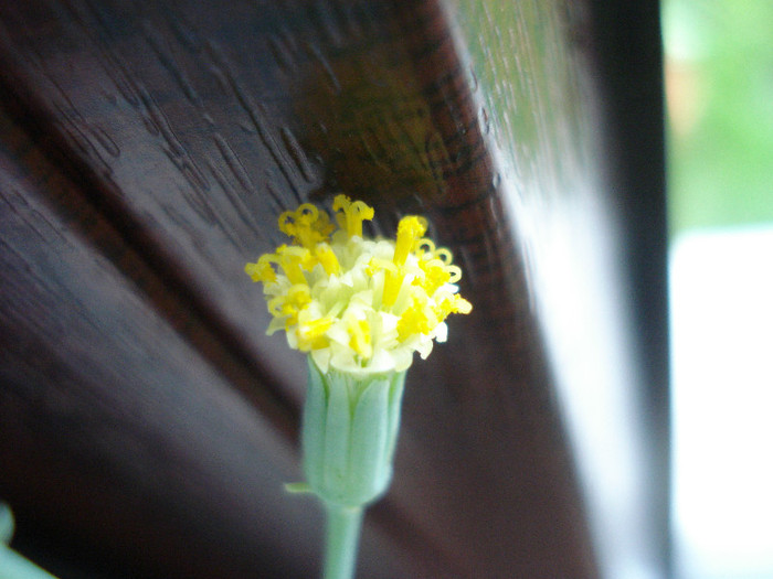 Senecio kleiniiformis (2011, May 08) - Senecio kleiniiformis