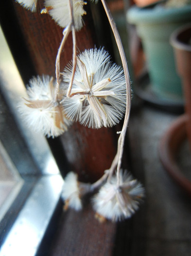 Senecio kleiniiformis (2011, Aug.25) - Senecio kleiniiformis