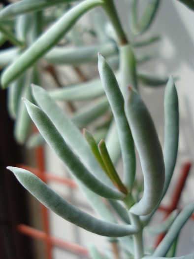 Senecio mandraliscae (2010, Apr.23)