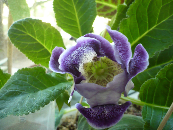 P1140483 - zzz-GLOXINIA 2012-iesite din colectie