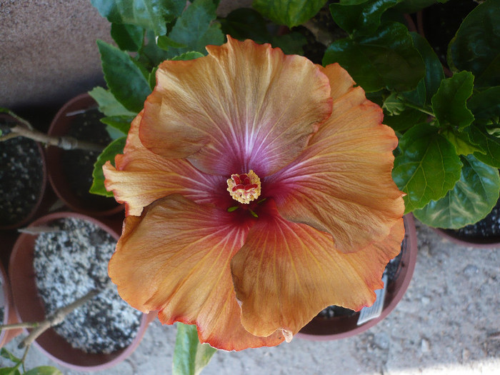 P1140489
