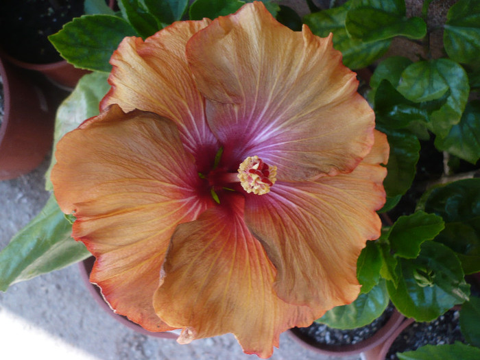 P1140490
