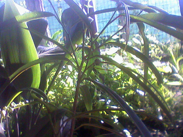 longifolia Alii - ficusi