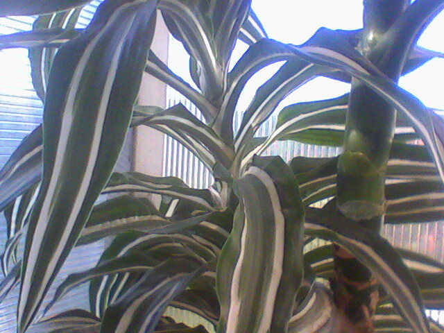  - dracaena