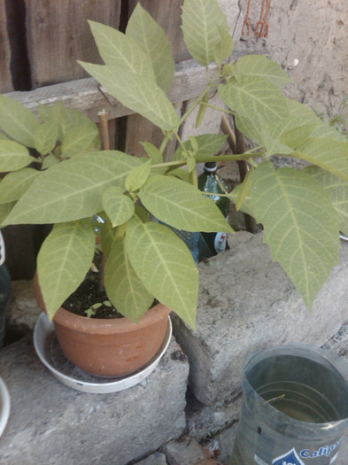 brugmansia