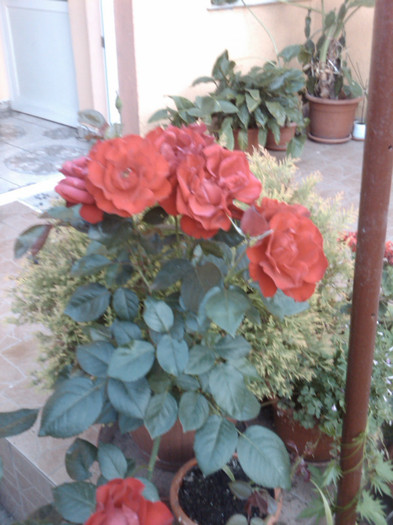 IMG00835-20120607-2030