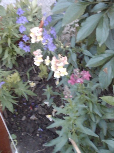 IMG00839-20120607-2031