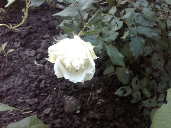 IMG00843-20120607-2032