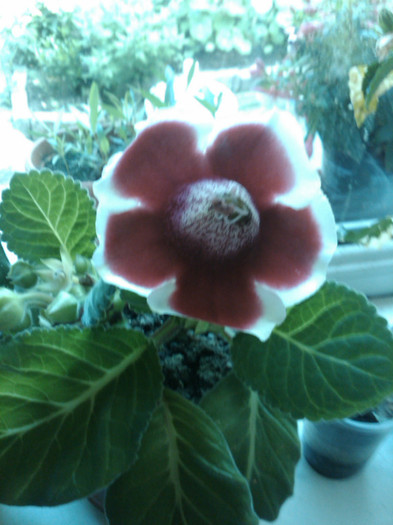 IMG00805-20120607-0924 - gloxinia 2012