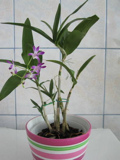 8 iunie 2012 - Dendrobium Berry Oda