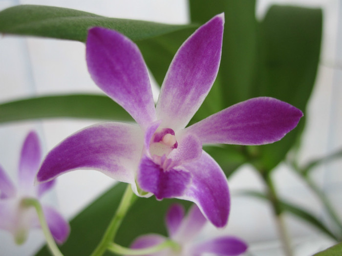 8 iunie 2012 - Dendrobium Berry Oda