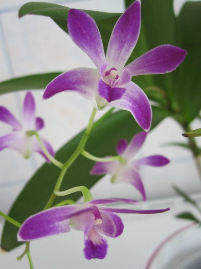 8 iunie 2012 - Dendrobium Berry Oda