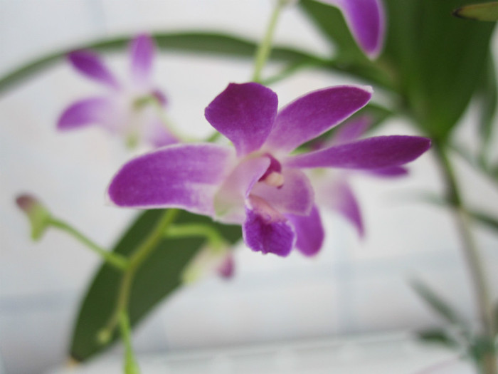 8 iunie 2012 - Dendrobium Berry Oda