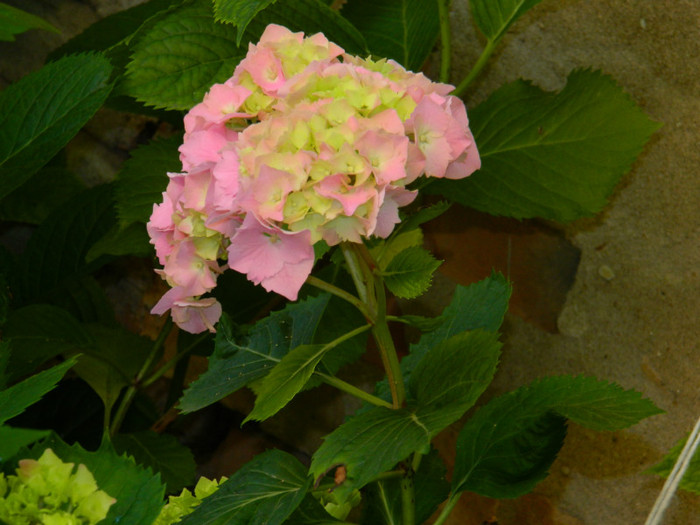 DSCN8175