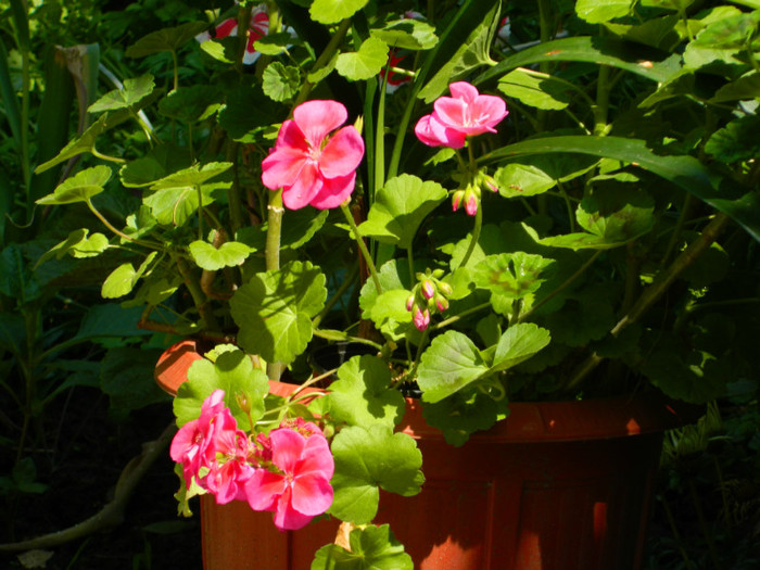 DSCN8177