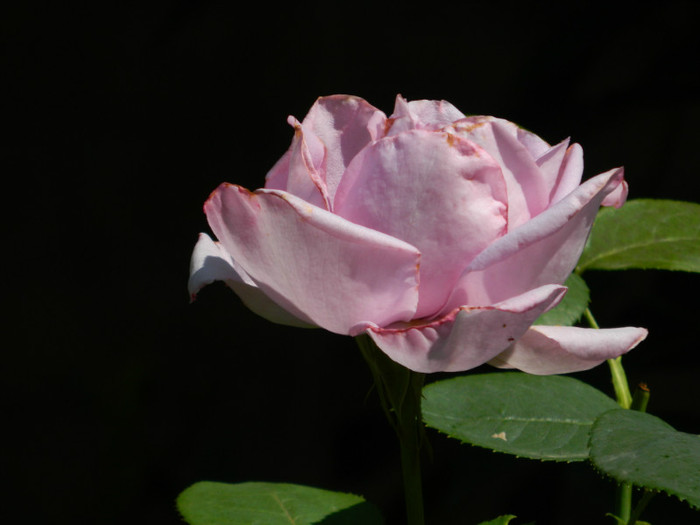 DSCN8183