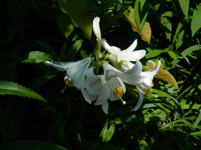 DSCN8201