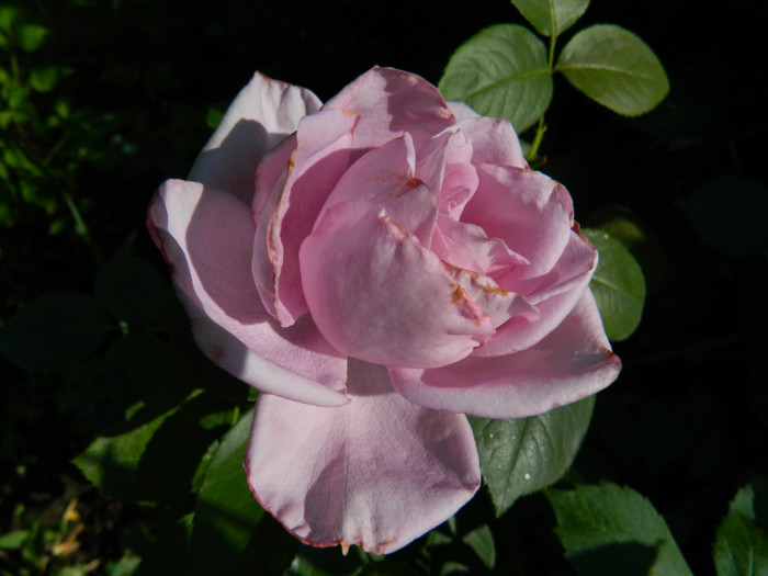 DSCN8202