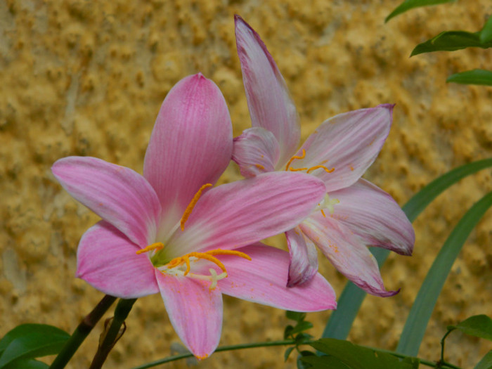 DSCN8218
