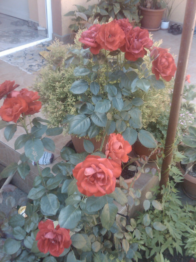 IMG00815-20120607-0945