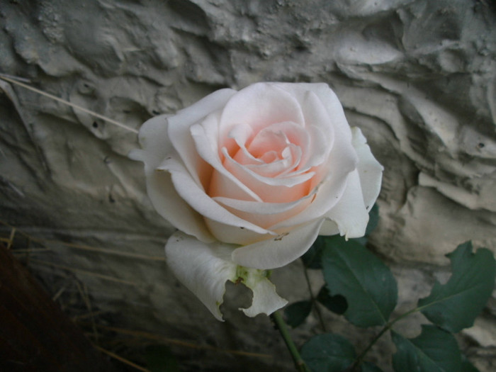 PICT4482 - Trandafiri