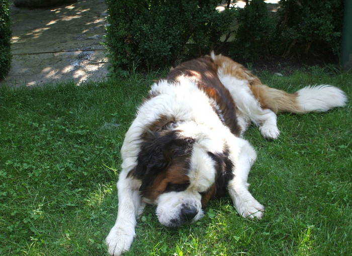 DSCF4217 - Saint Bernard