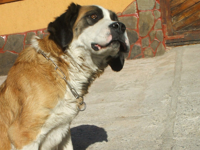 bella3 - Saint Bernard