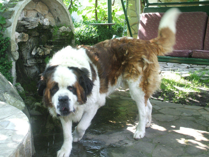 titi3.jpg - Saint Bernard