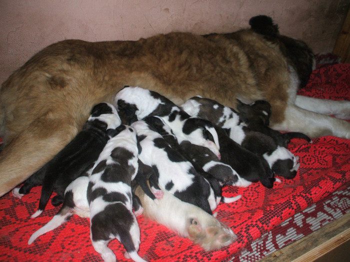 DSCF4183 - Saint Bernard