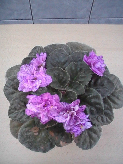 PIC_0099 - VIOLETE 2012