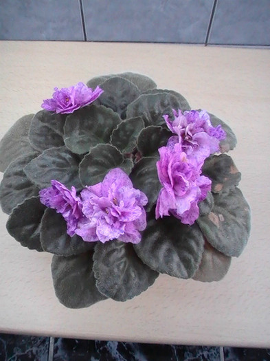 PIC_0100 - VIOLETE 2012