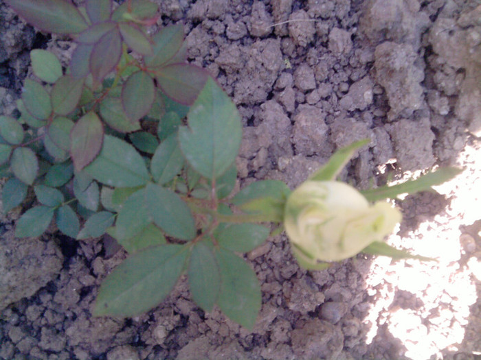 mini-rosa - trandafirii 2012