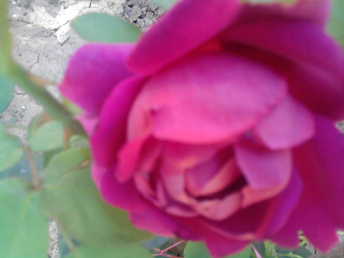 rixi - trandafirii 2012