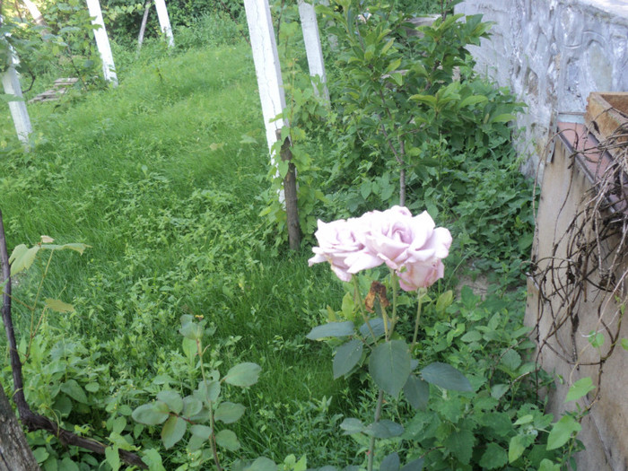 DSC05007 - GRADINA CASEI MELE