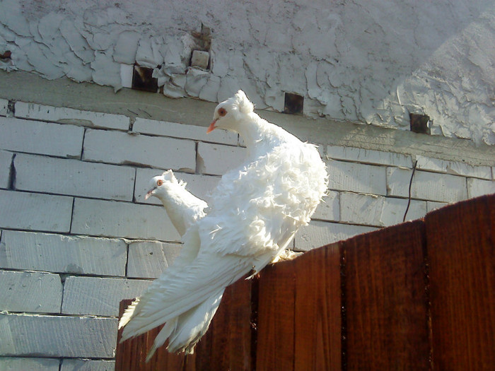 DSC01838 - creti francezi