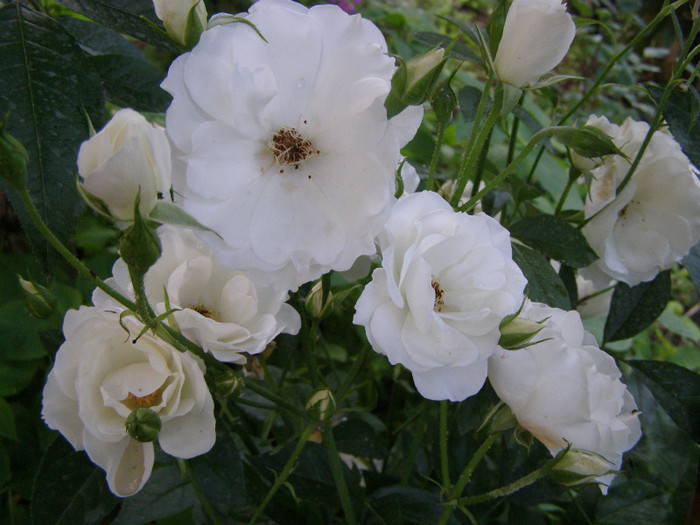 P4247269