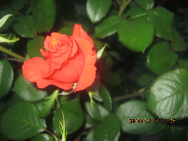 Picture 003