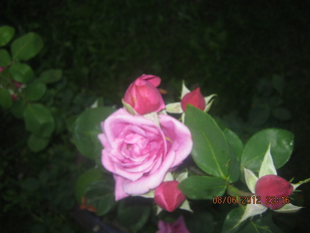 Picture 004 - florile  anului  2012