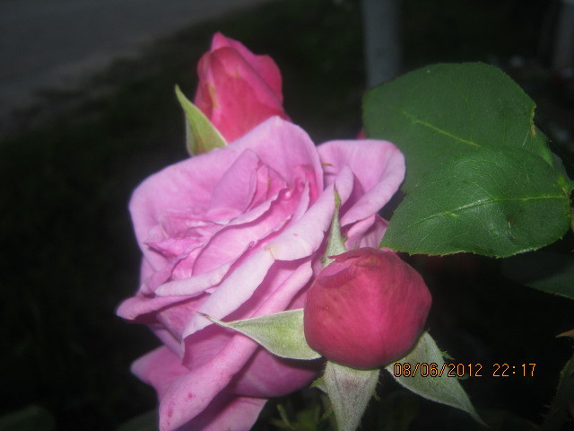 Picture 005 - florile  anului  2012