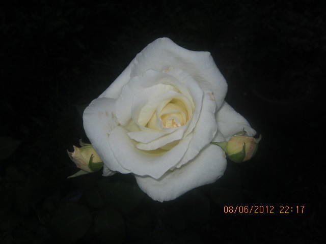 Picture 006 - florile  anului  2012