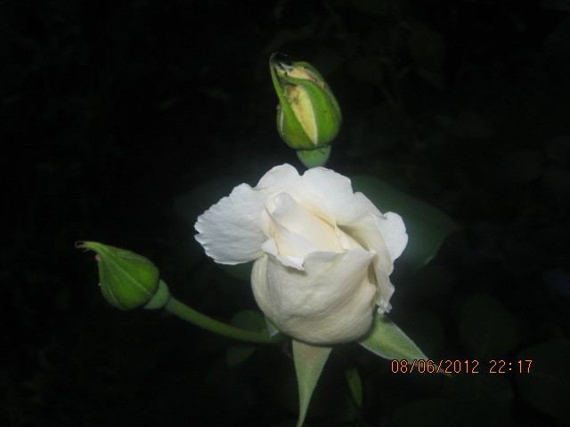 Picture 007 - florile  anului  2012