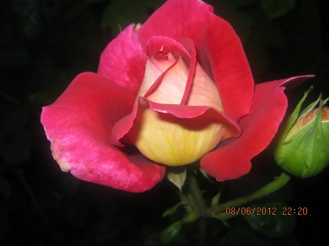 Picture 011 - florile  anului  2012