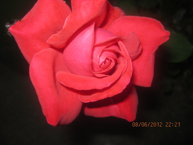 Picture 013 - florile  anului  2012