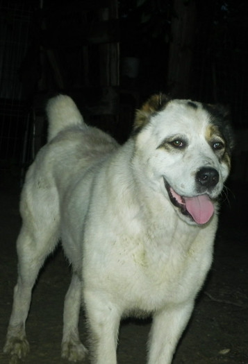 Bayra  3; 1 an si 7 luni
