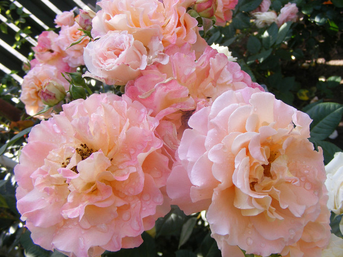 Augusta Luise; Th,(Evers 1999)floare mare,50petale,parfum puternic(8-9din10)h0,7-1,2m
